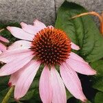 Echinacea angustifolia 花