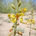 Hoffmannseggia glauca Flower