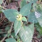Galeopsis tetrahit Leaf