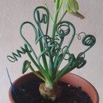 Albuca spiralis Folha