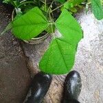 Erythrina amazonica Leaf