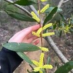 Acacia longifolia Kukka