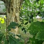 Quercus bicolor Bark