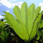 Gunnera tinctoria Blad