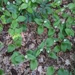 Maianthemum bifolium Облик