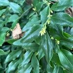 Sarcococca hookeriana Flower