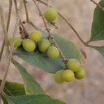 Allophylus africanus Frucht
