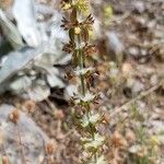 Sideritis montana Flower