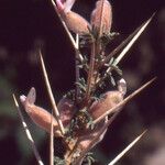 Astragalus armatus