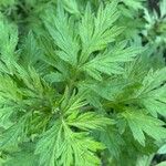 Artemisia princeps List