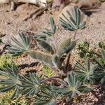 Lupinus digitatus Fruit