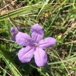 Ruellia humilisBlüte