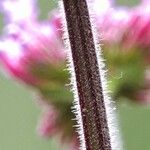 Verbena bonariensis Rinde