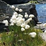 Eriophorum scheuchzeri ফুল