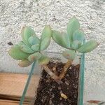 Sedum pachyphyllum 叶