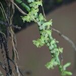 Diaphananthe spiralis Flower