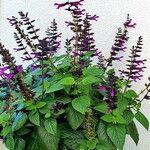 Salvia involucrata برگ