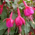 Fuchsia spp. Flor