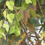 Passiflora vesicaria Blatt