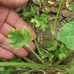 Ranunculus sardous Leaf