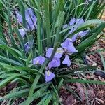 Iris unguicularis 整株植物