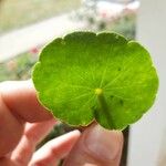 Hydrocotyle americana Liść