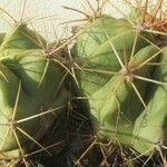 Ferocactus pottsii List