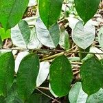 Pterocarpus soyauxii برگ