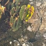 Begonia angularis Leaf