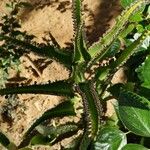 Kalanchoe daigremontiana Foglia