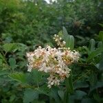 Ligustrum vulgareBlomst