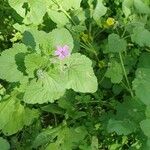 Erodium laciniatum Λουλούδι