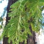 Metasequoia glyptostroboides葉