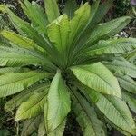 Lobelia giberroa Leaf