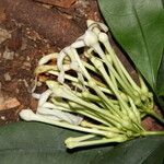Tabernaemontana eglandulosa Flower