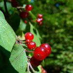 Lonicera xylosteum Fruit