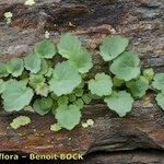 Asarina procumbens Habitus