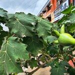 Solanum mammosum Ліст