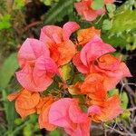 Bougainvillea × buttianaFlors