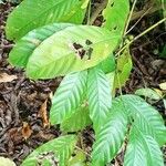 Coffea canephora Blad