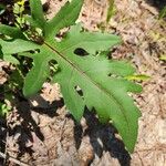 Silphium perfoliatum Blad