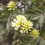 Anthyllis barba-jovis Цвят