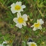 Potentilla rectaFlower