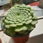 Aeonium tabulaeforme Lapas