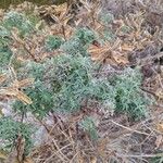 Lupinus arboreus Feuille