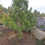 Pinus cembra Vivejo