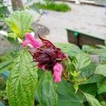 Salvia oxyphora Flor