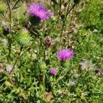 Cirsium vulgareVirág