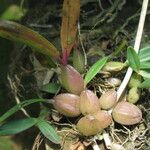 Bulbophyllum falcatum Лист