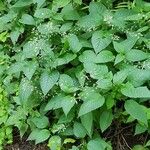 Circaea canadensis Plante entière